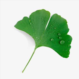 水滴银杏叶免抠