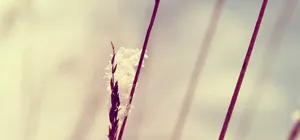 树枝花朵梦幻背景