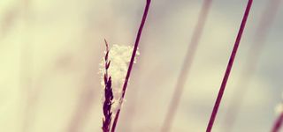 树枝花朵梦幻背景