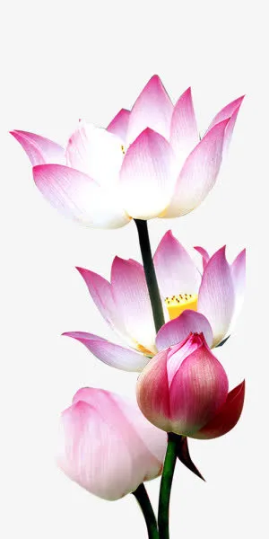 水中莲花装饰素材免抠