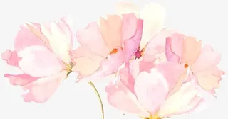 白色花瓣菊花花朵免抠