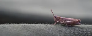 灰色渐变昆虫背景高清