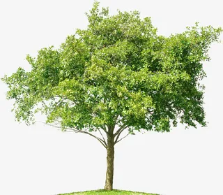 春季清新大树风景免抠