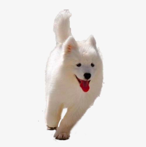 奔跑的萨摩免抠
