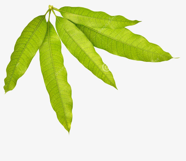 芒果叶子免抠