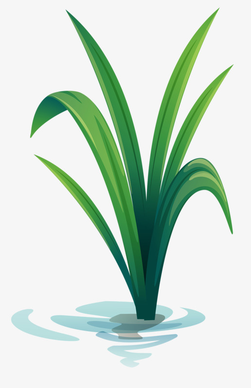 手绘植物免抠