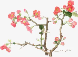 清新脱俗的梅花免抠