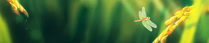 蜻蜓秋天收获的季节高清