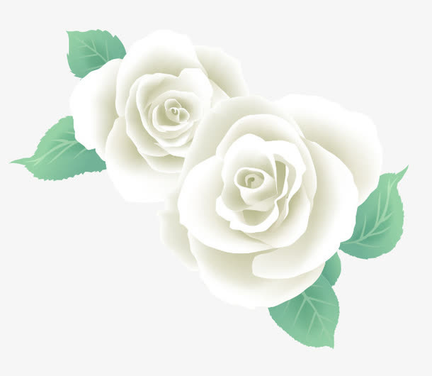 白色玫瑰花免抠