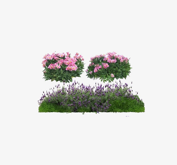 薰衣草茶花图片素材免抠