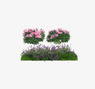 薰衣草茶花图片素材免抠