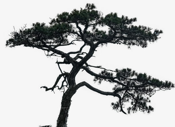 山顶上的松树免抠