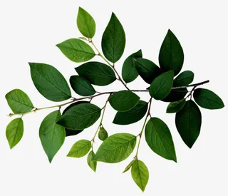 装饰图案水彩花草免抠