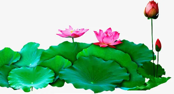 河*的荷叶荷花免抠