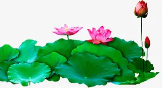 河*的荷叶荷花免抠