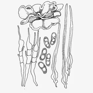手绘木耳根茎免抠