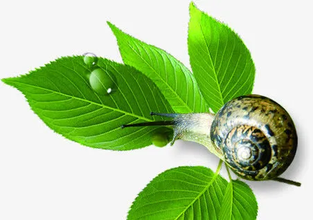 绿色清新树叶美景蜗牛免抠