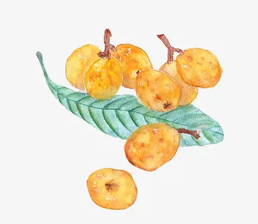 水彩手绘枇杷免抠