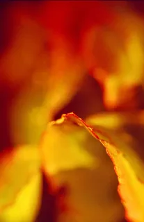 黄色复古树叶背景