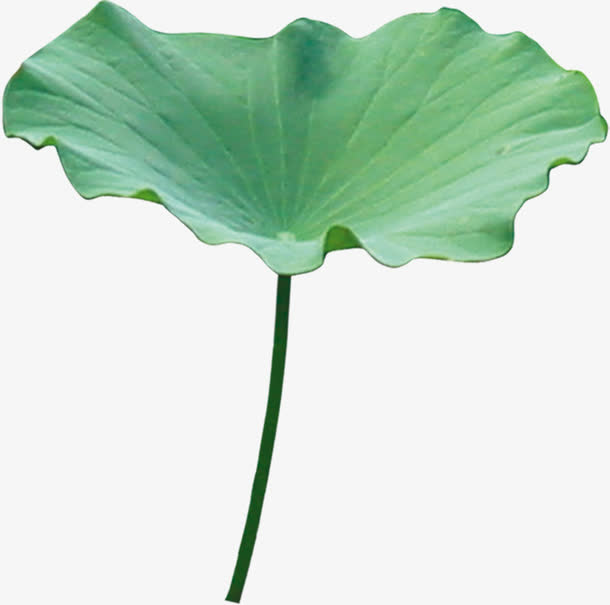 自然荷叶情浓金秋免抠