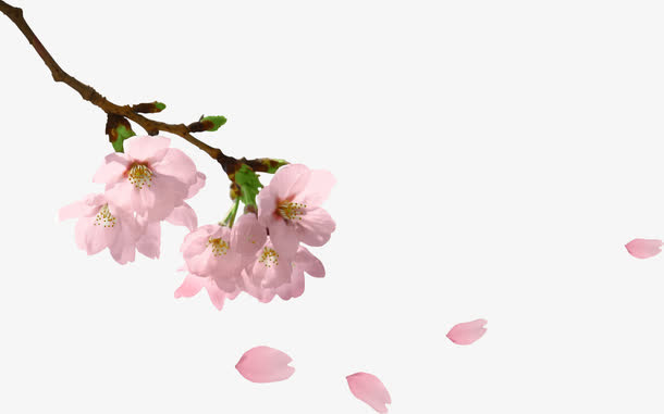 桃花树枝免抠
