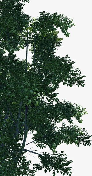 大树免抠 大树免抠