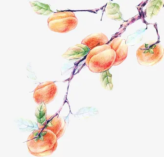 画柿子图免抠 画柿子图免抠