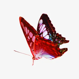 红花蝴蝶png免扣 素材免抠