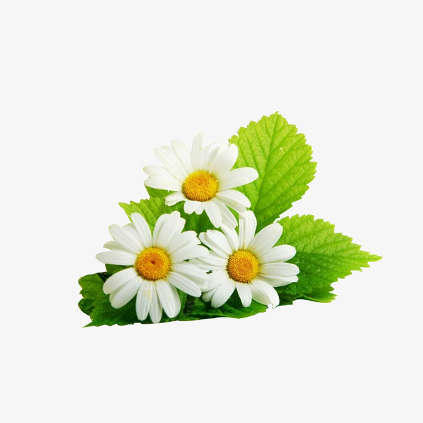 白色的小邹菊免抠
