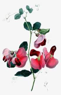 神秘唯美手绘花卉免抠 神秘唯美手绘花卉免抠
