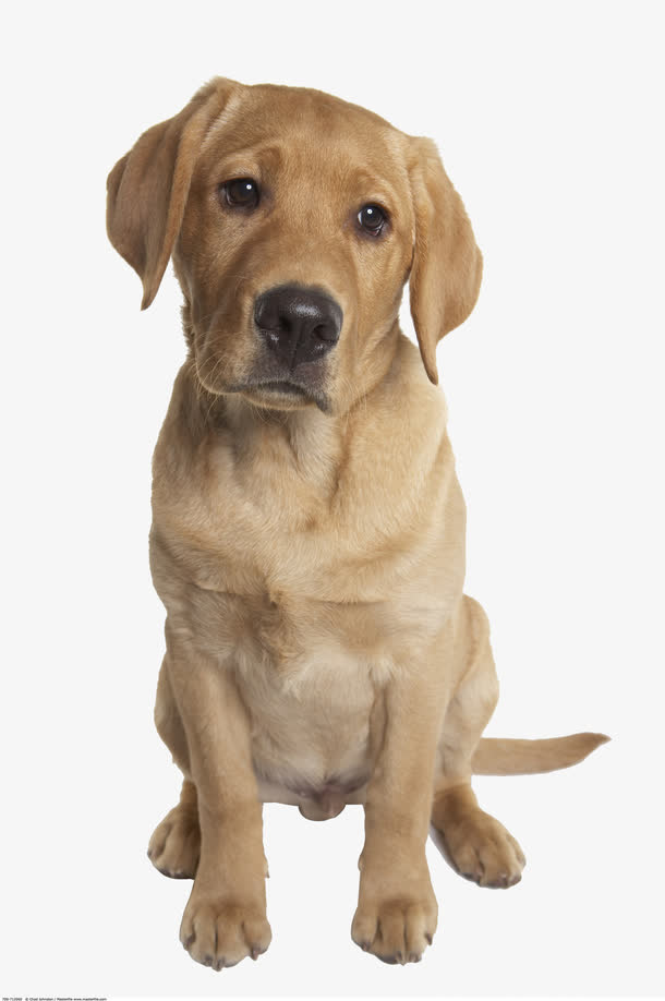 黄色拉布拉多犬摄影免抠