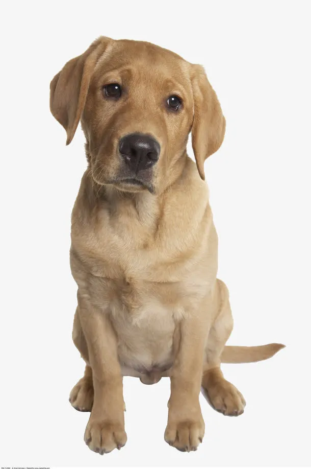 黄色拉布拉多犬摄影免抠
