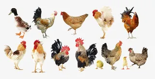 家禽公鸡母鸡鸭子实物免抠