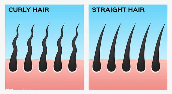 卷发与直发免抠