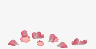 粉色花瓣免抠