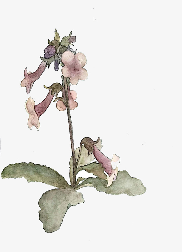 手绘水彩花卉地黄免抠