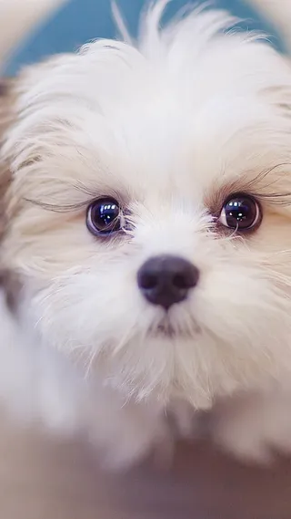 白色可爱狗狗H5背景高清