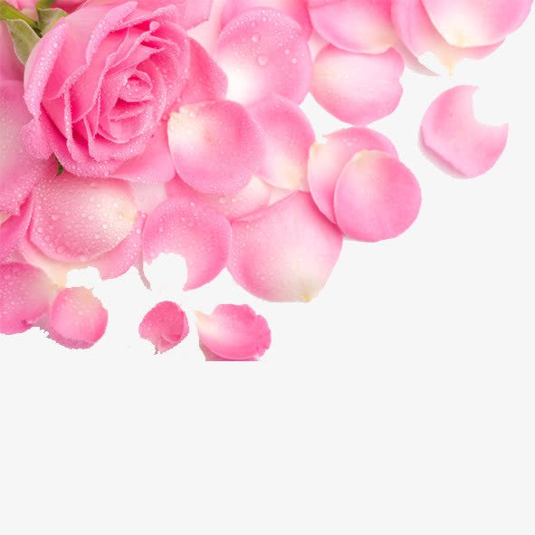 免抠透明粉色玫瑰花瓣免抠