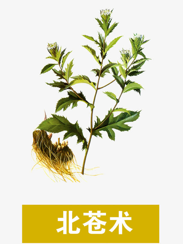 北苍术免抠