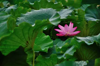 夏荷绽放尖尖角高清