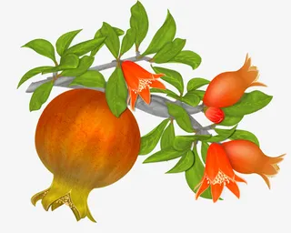 手绘立体石榴水果免抠