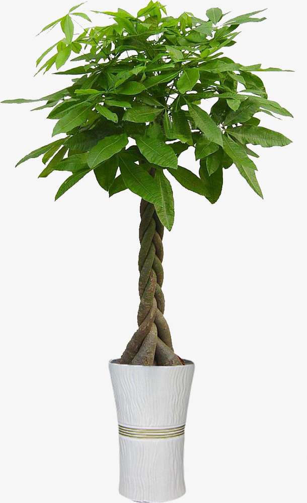 五辨发财树 高盆免抠