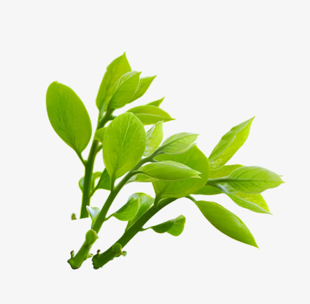 小清新夏日植物绿色树苗免抠