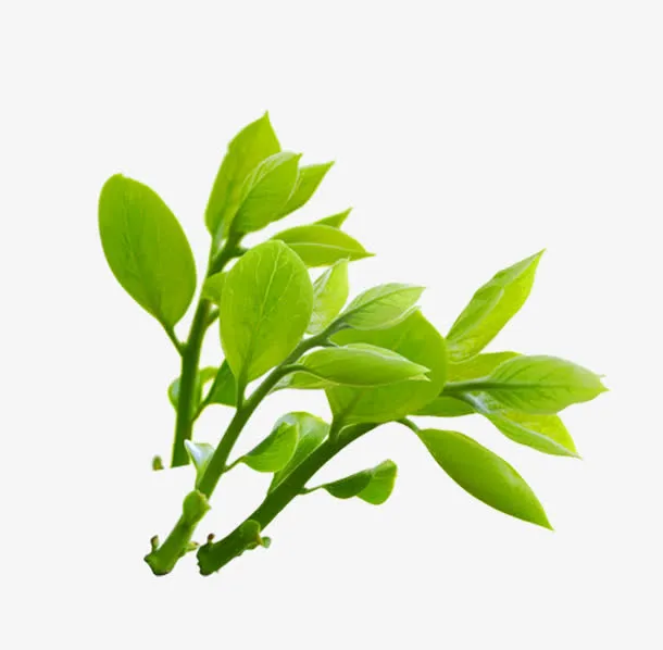 小清新夏日植物绿色树苗免抠