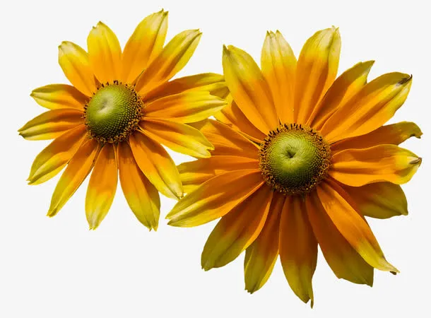 太阳花免抠