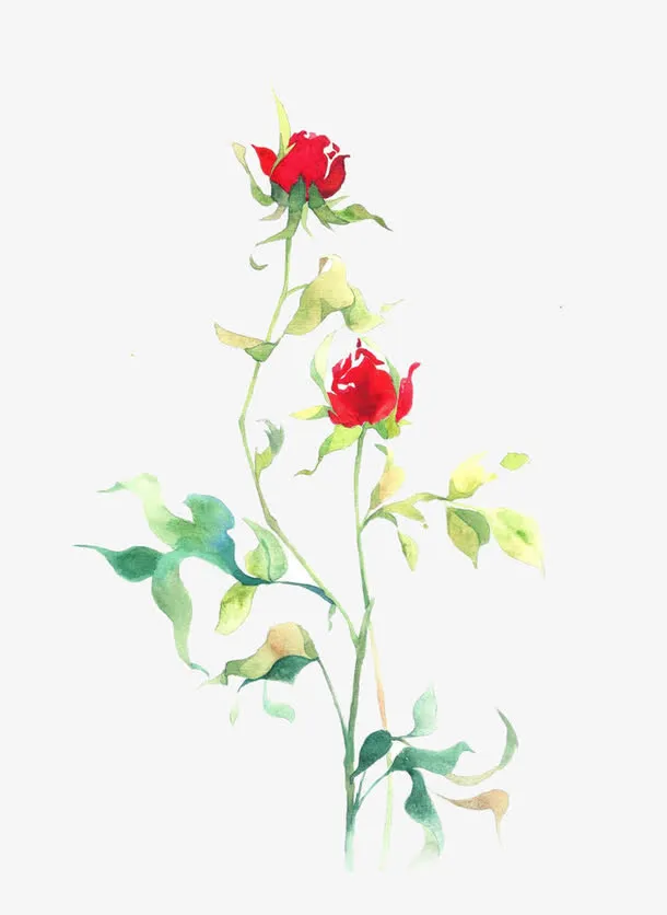 阳光玫瑰花图片素材免抠