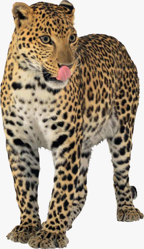 豹子免抠