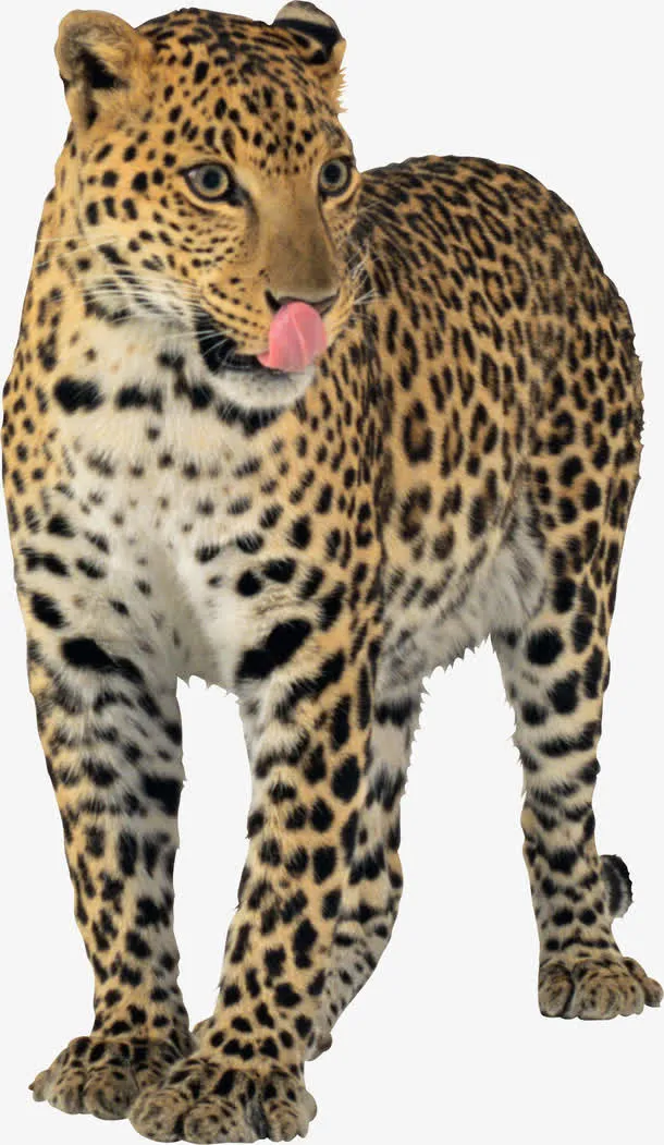 豹子免抠