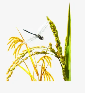 麦子蜻蜓免抠PNG素材免抠
