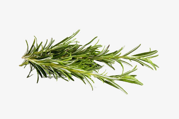 米迭香草免抠